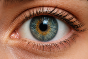 Eye anatomy 2026